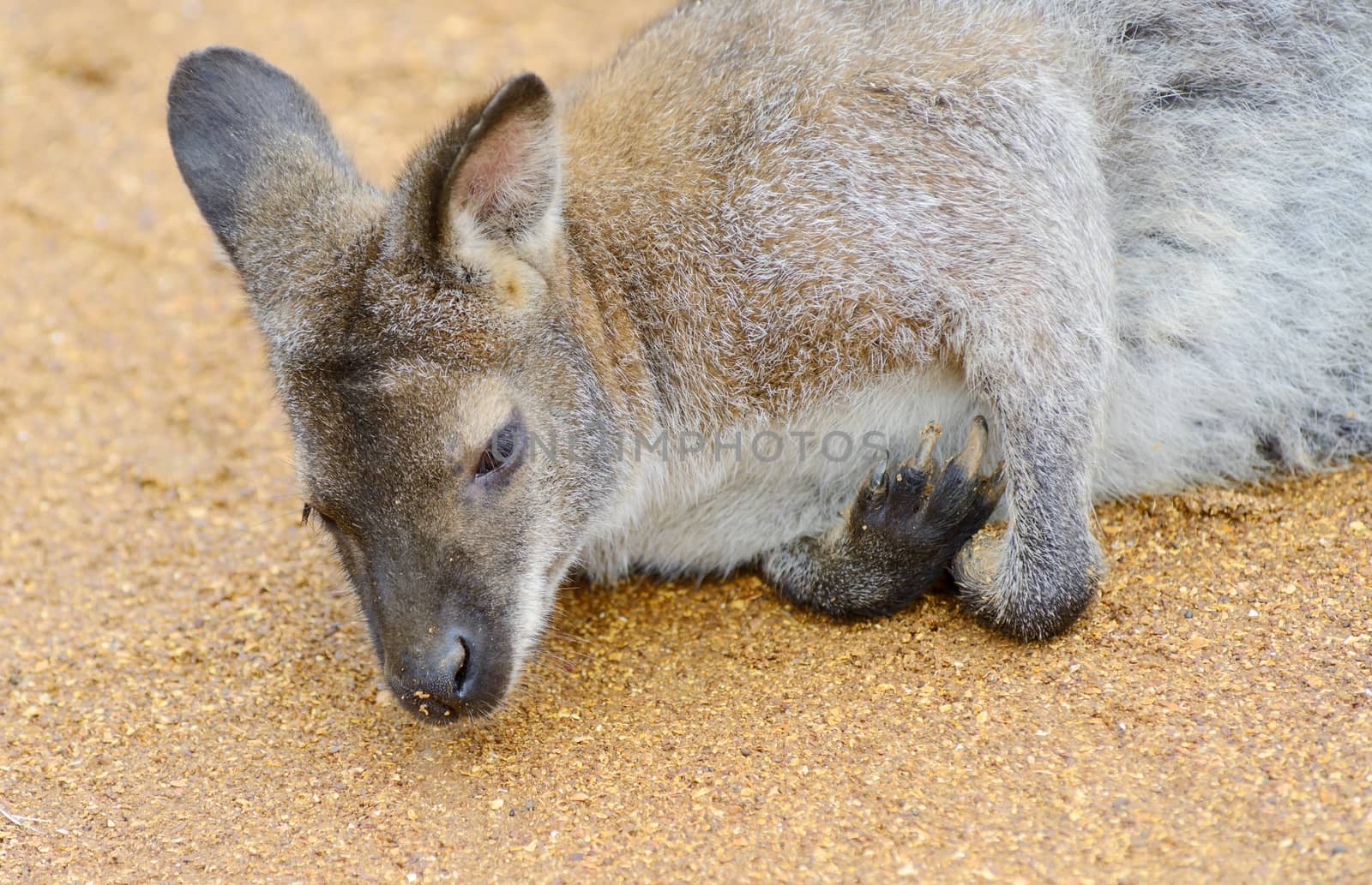 A lone wallaby close-up of head and fur detail 