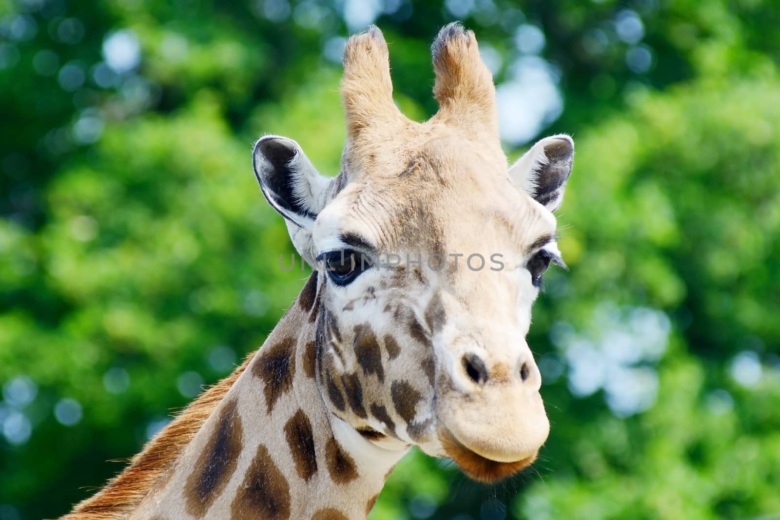 Giraffe head closeup showing horns and pattern on fur