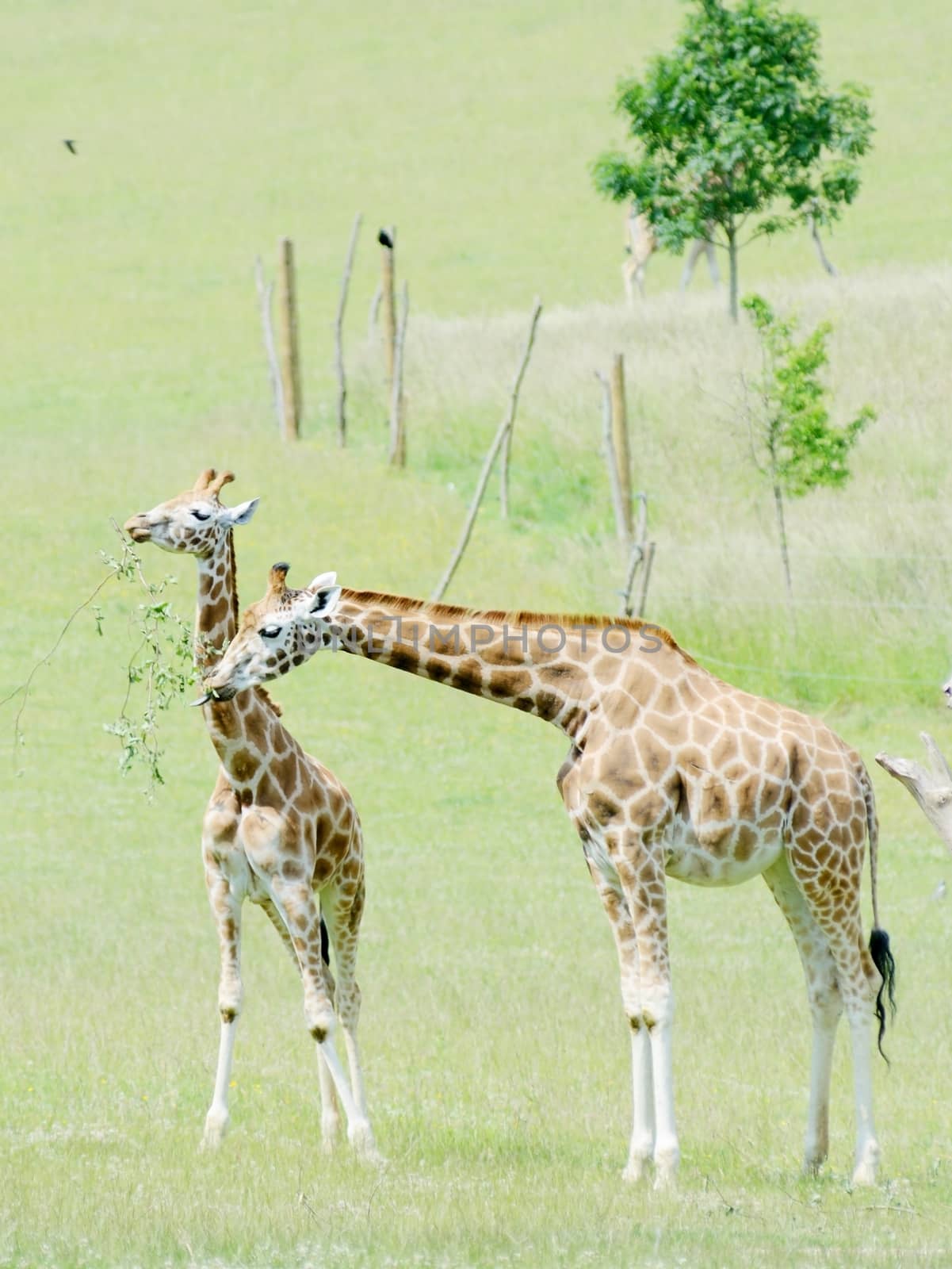 Giraffe family by kmwphotography