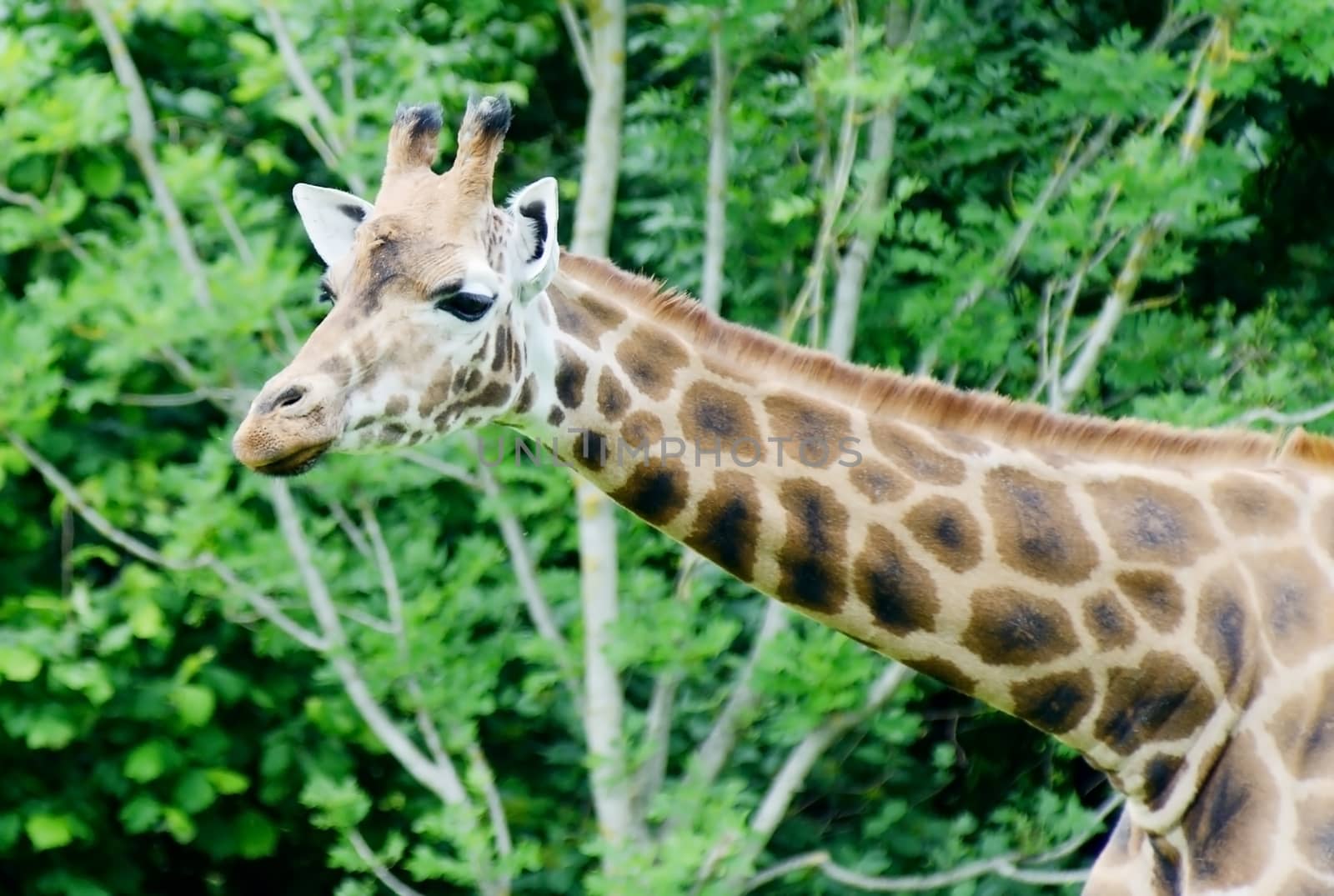 Lone giraffe with long neck closeup profile