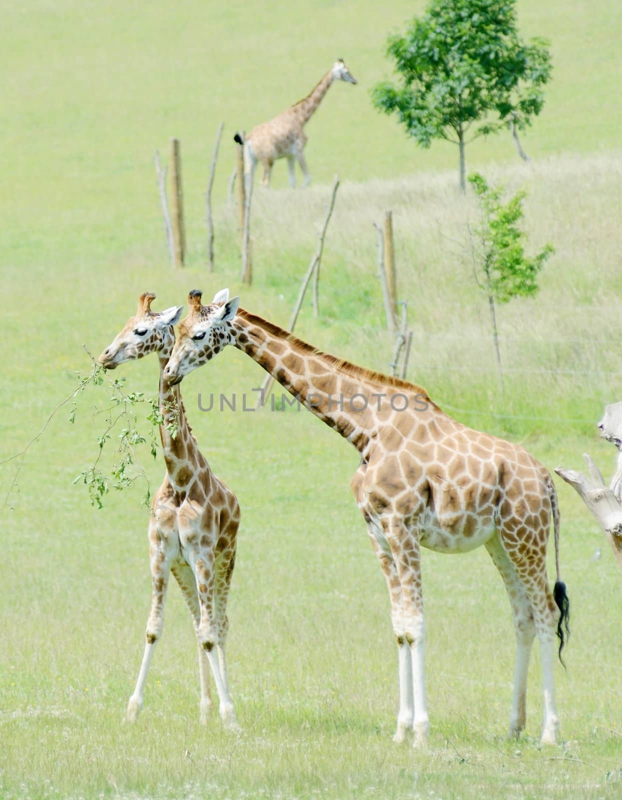 Giraffe mother feeding her baby with leaves on a branch