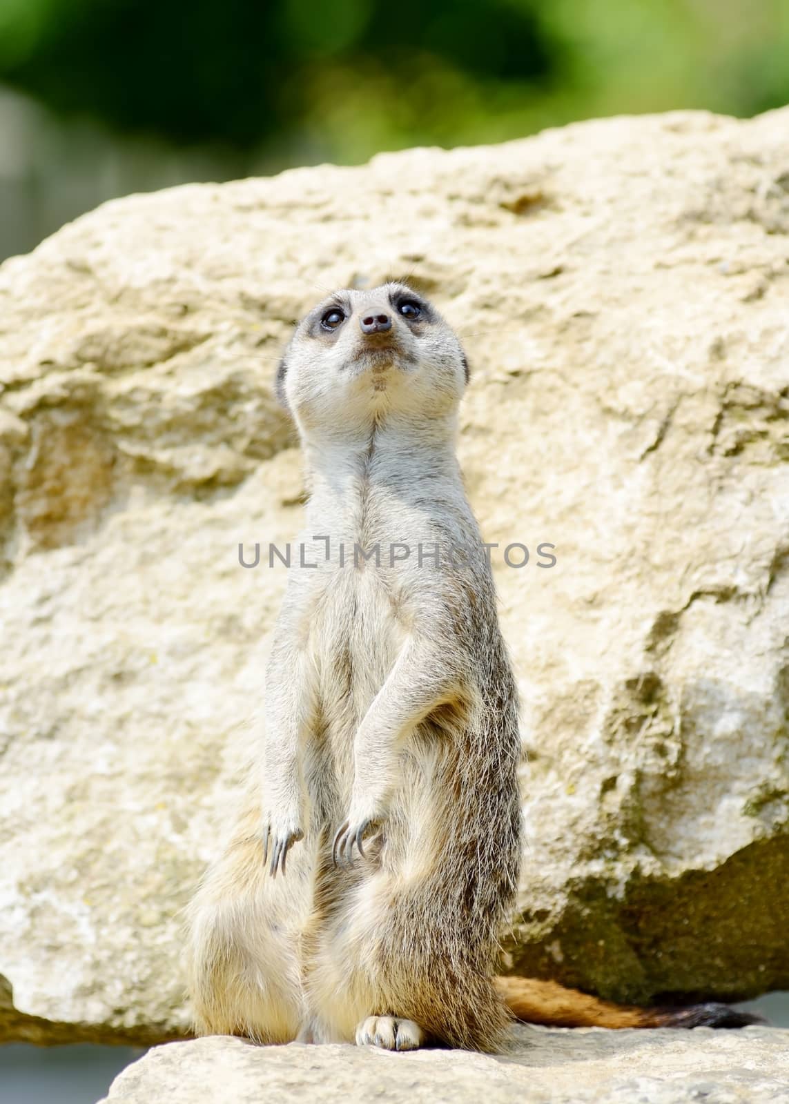Meercat alert by kmwphotography