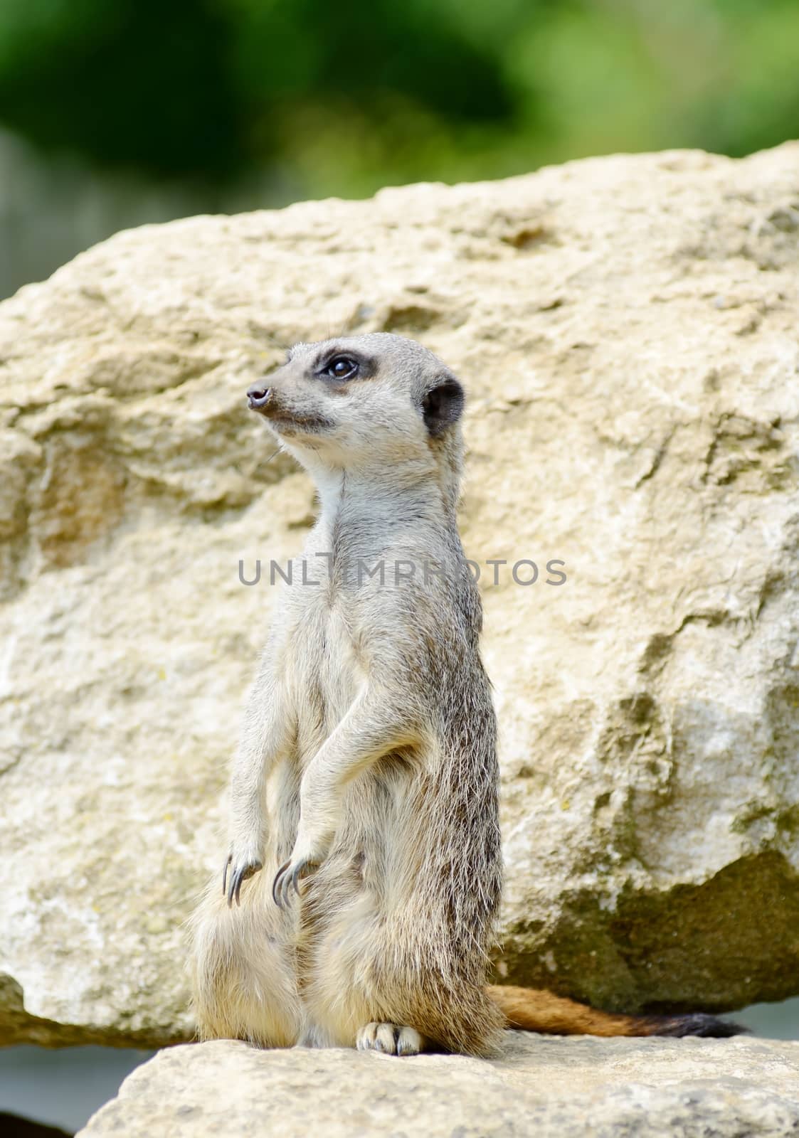 Meercat standing upright looking out for danger