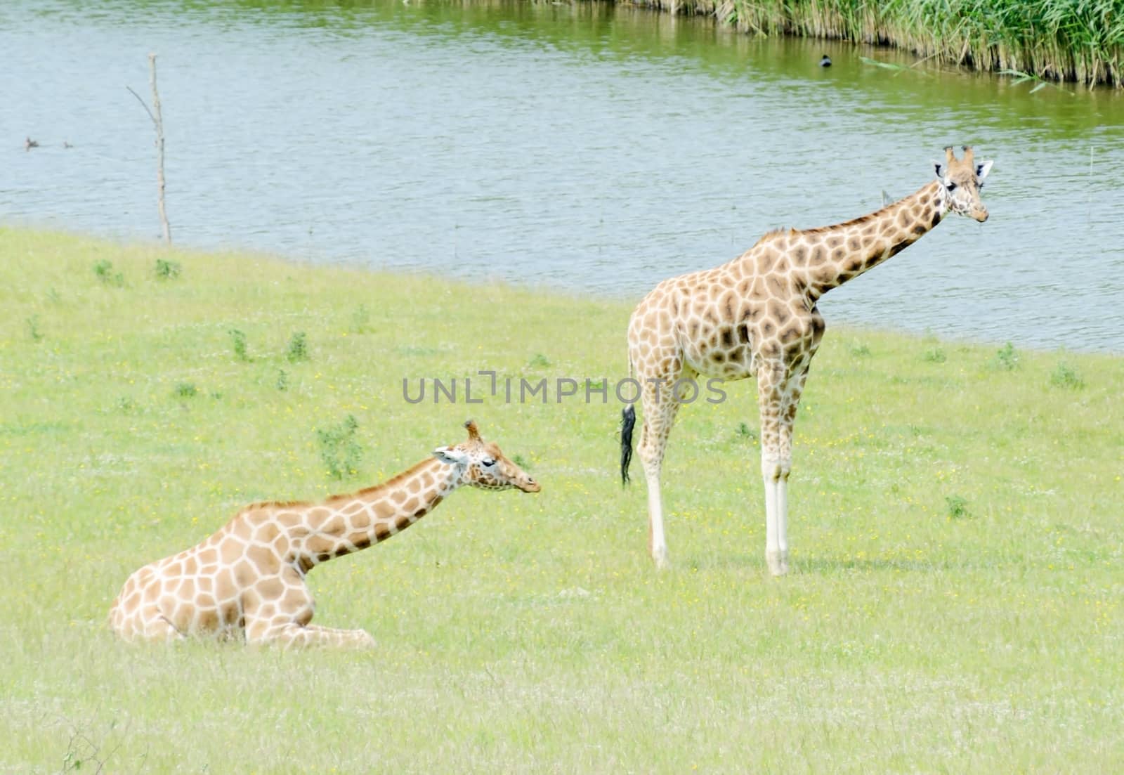 Two giraffe standing and sitting on a sunny day with river in background