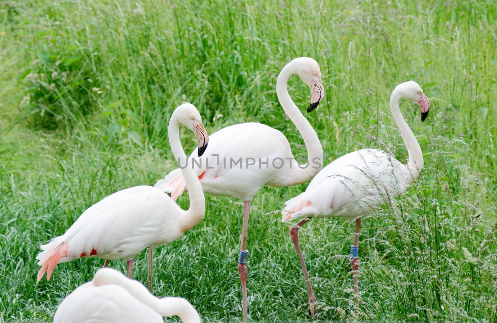 Three pink flamingos walking in tall grass