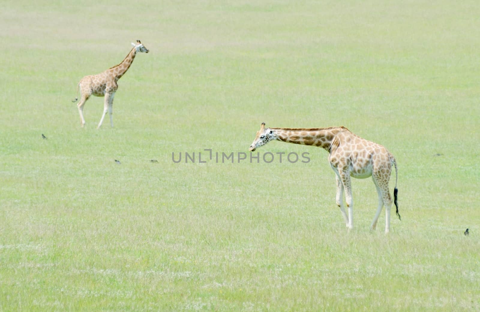 Two giraffe by kmwphotography