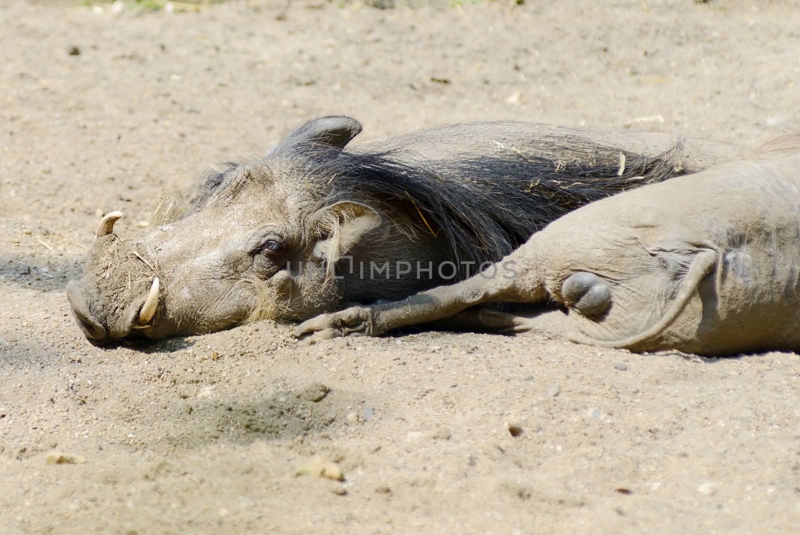 A pair of warthogs resting in the sunshine looking happy and content