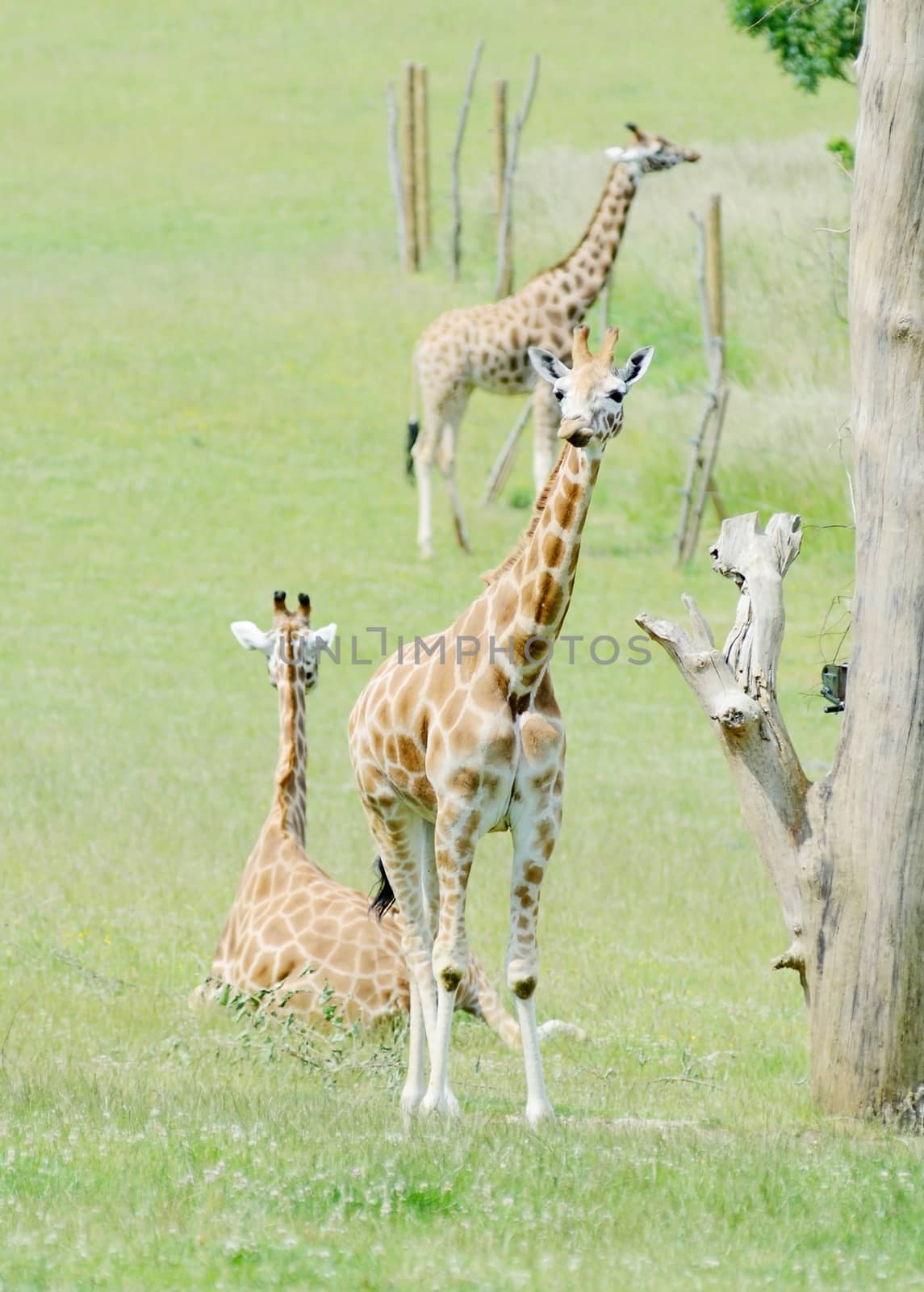 Young giraffe with mother and father in the background