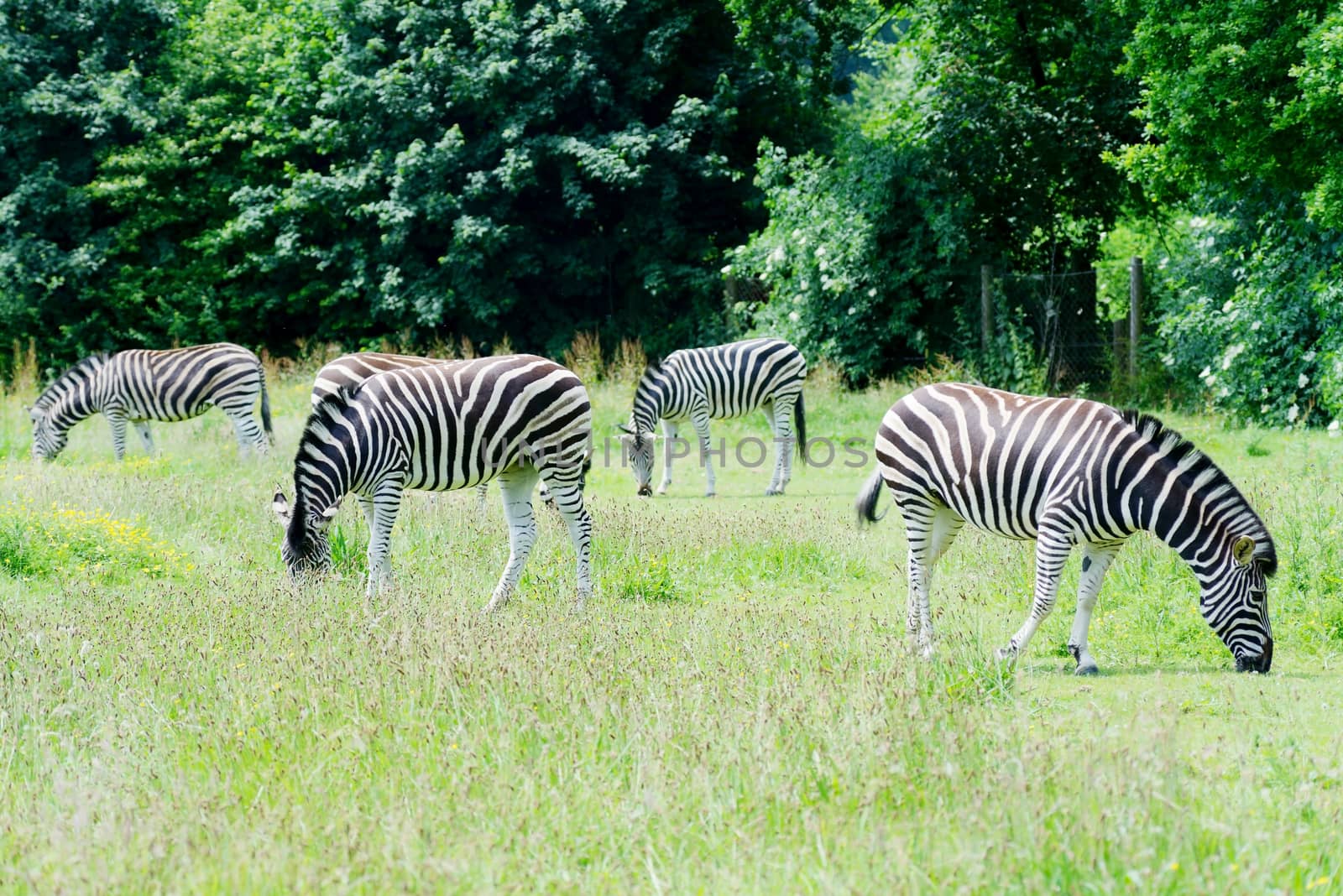 Herd of zebra grassing on grassland in sunshine