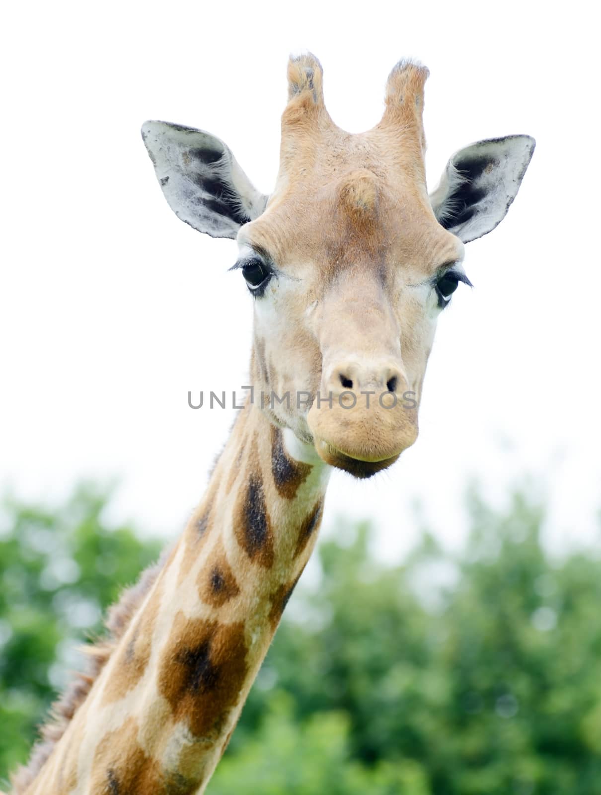 Giraffe closeup showing head and neck detail. Ears and horns prominant.