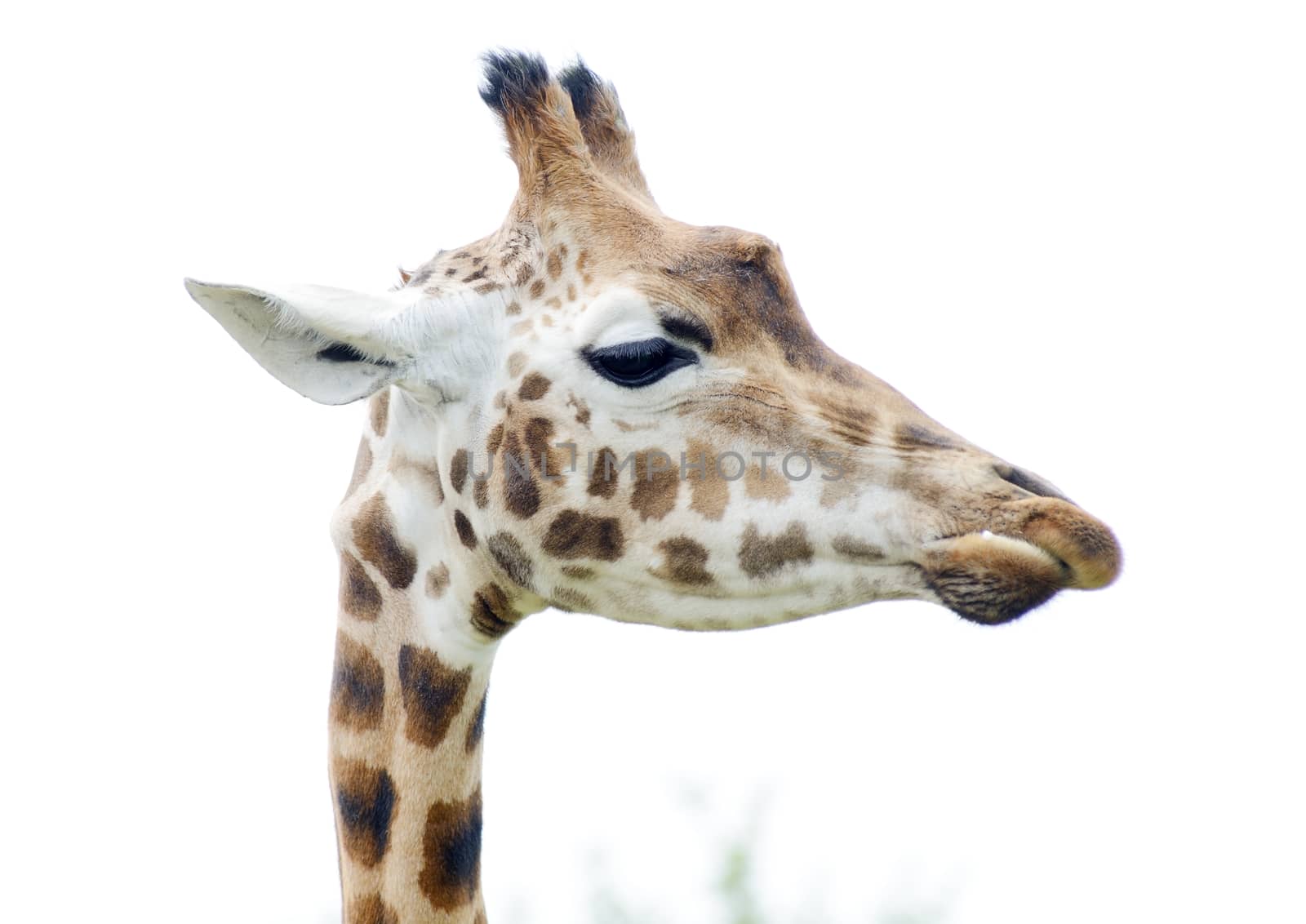 Giraffe profile in closeup showing head and long neck detail