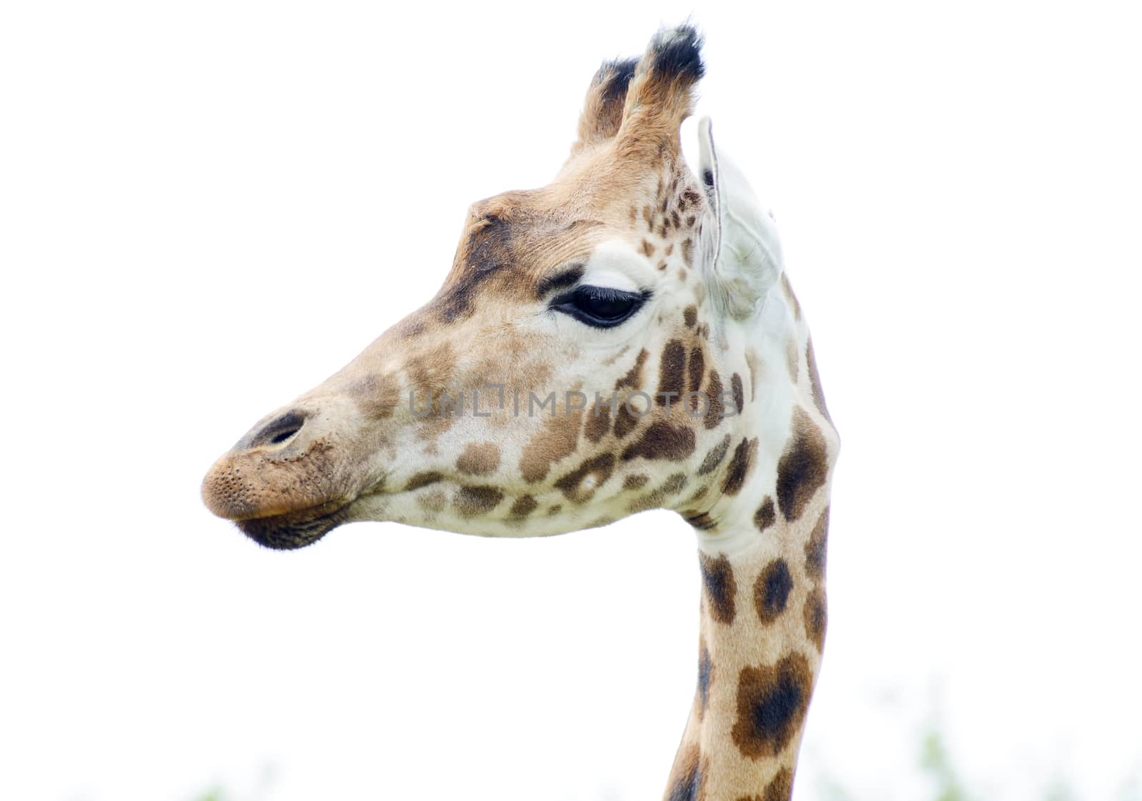 Giraffe head by kmwphotography