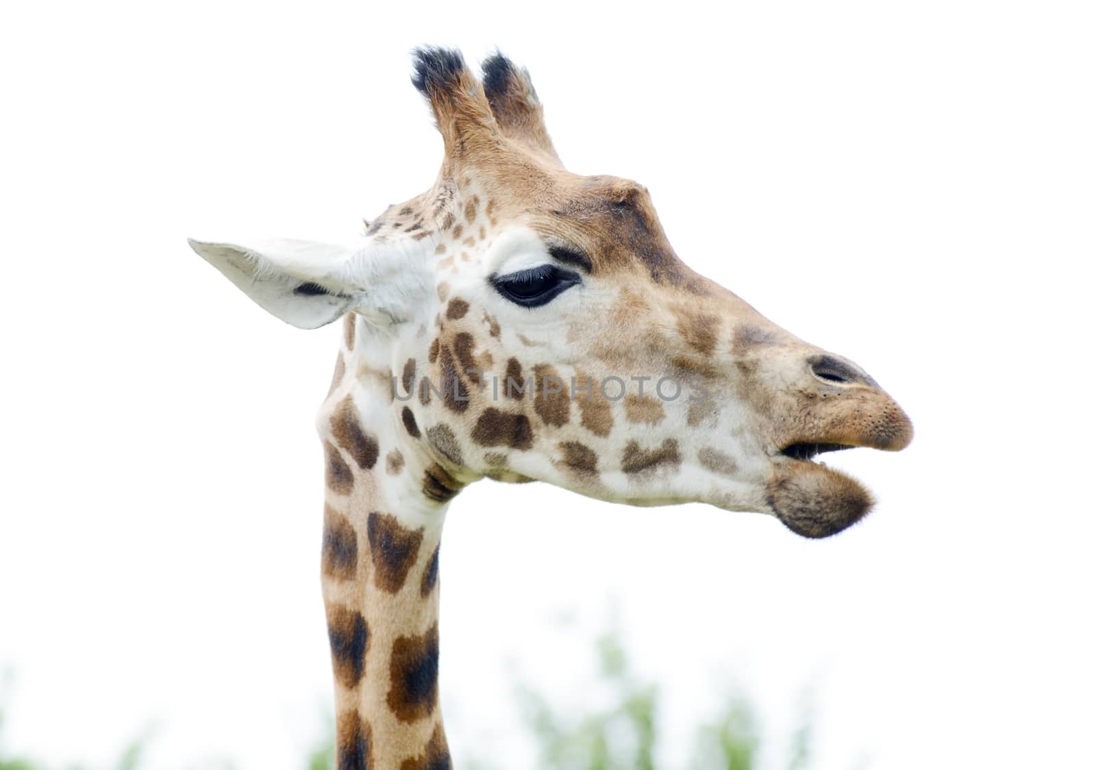 Giraffe munching by kmwphotography
