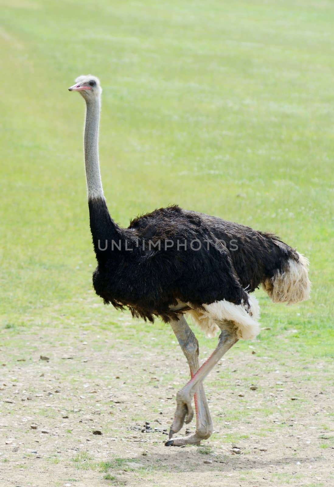 A lone ostrich walking on grassland on a sunny day