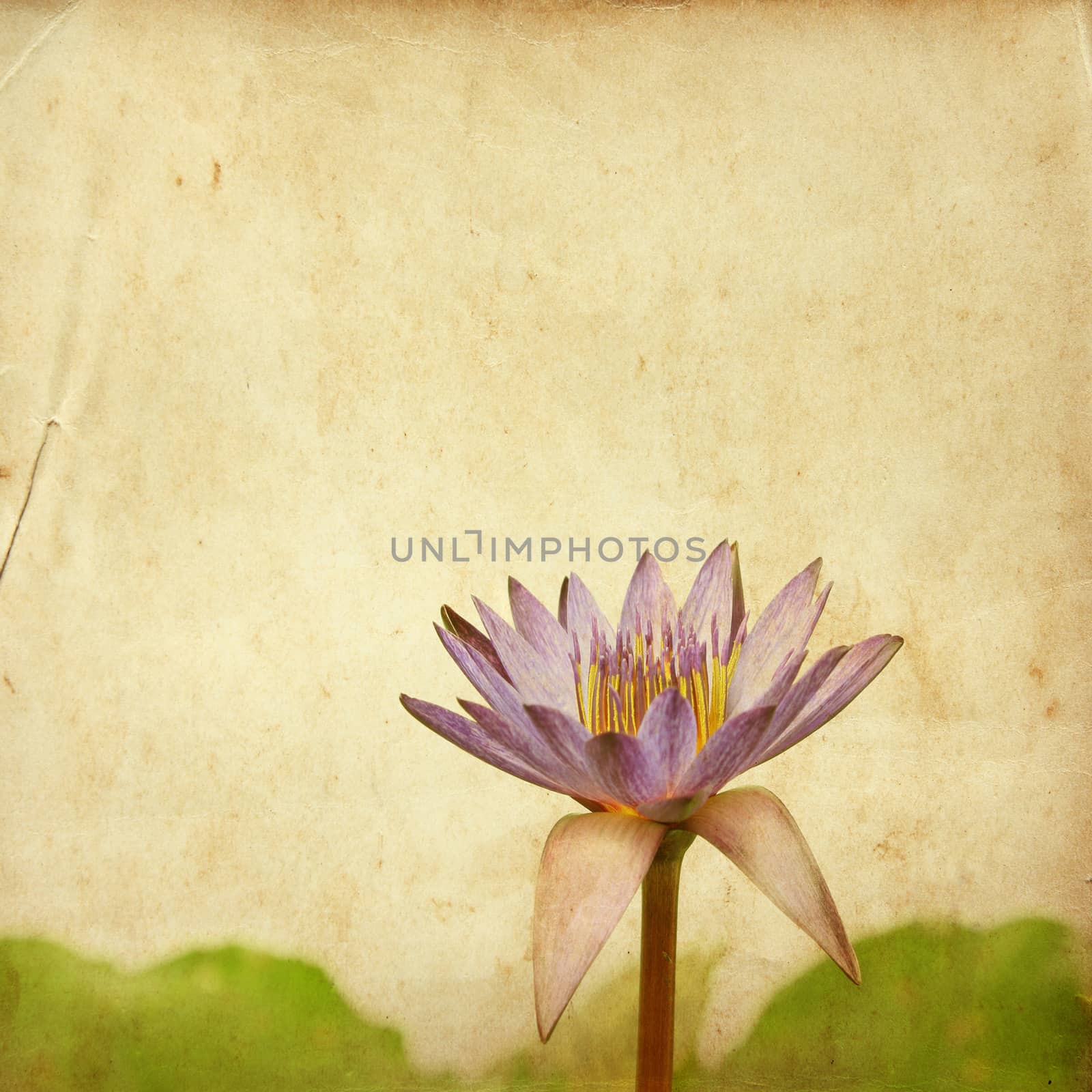 lotus flower on old grunge paper by wyoosumran