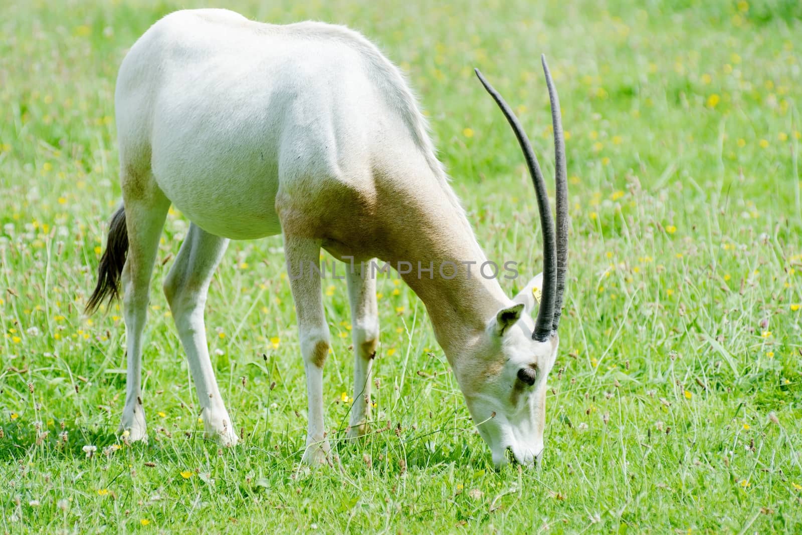 Scimitar horned oryx eating by kmwphotography