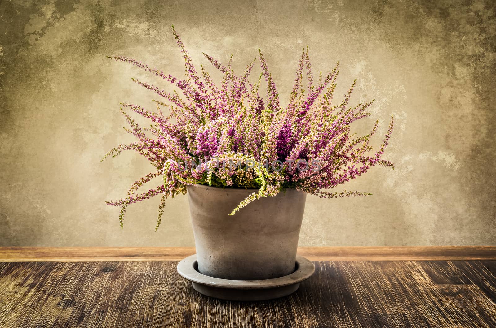Detail of heather flower in pot with textured wall background, vintage style