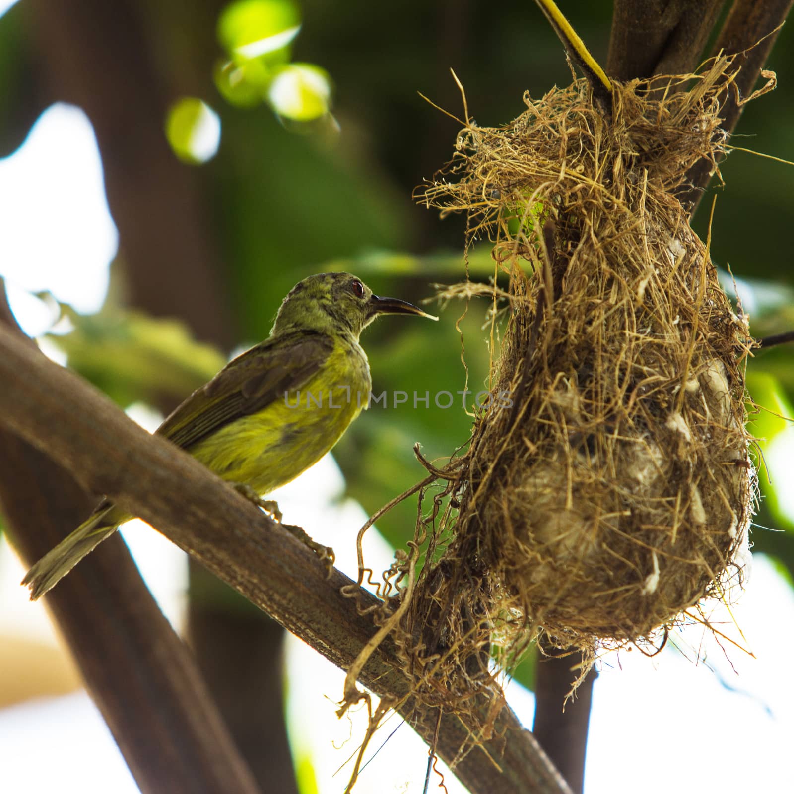 Bird (Olive-backed Sunbird) by liewluck