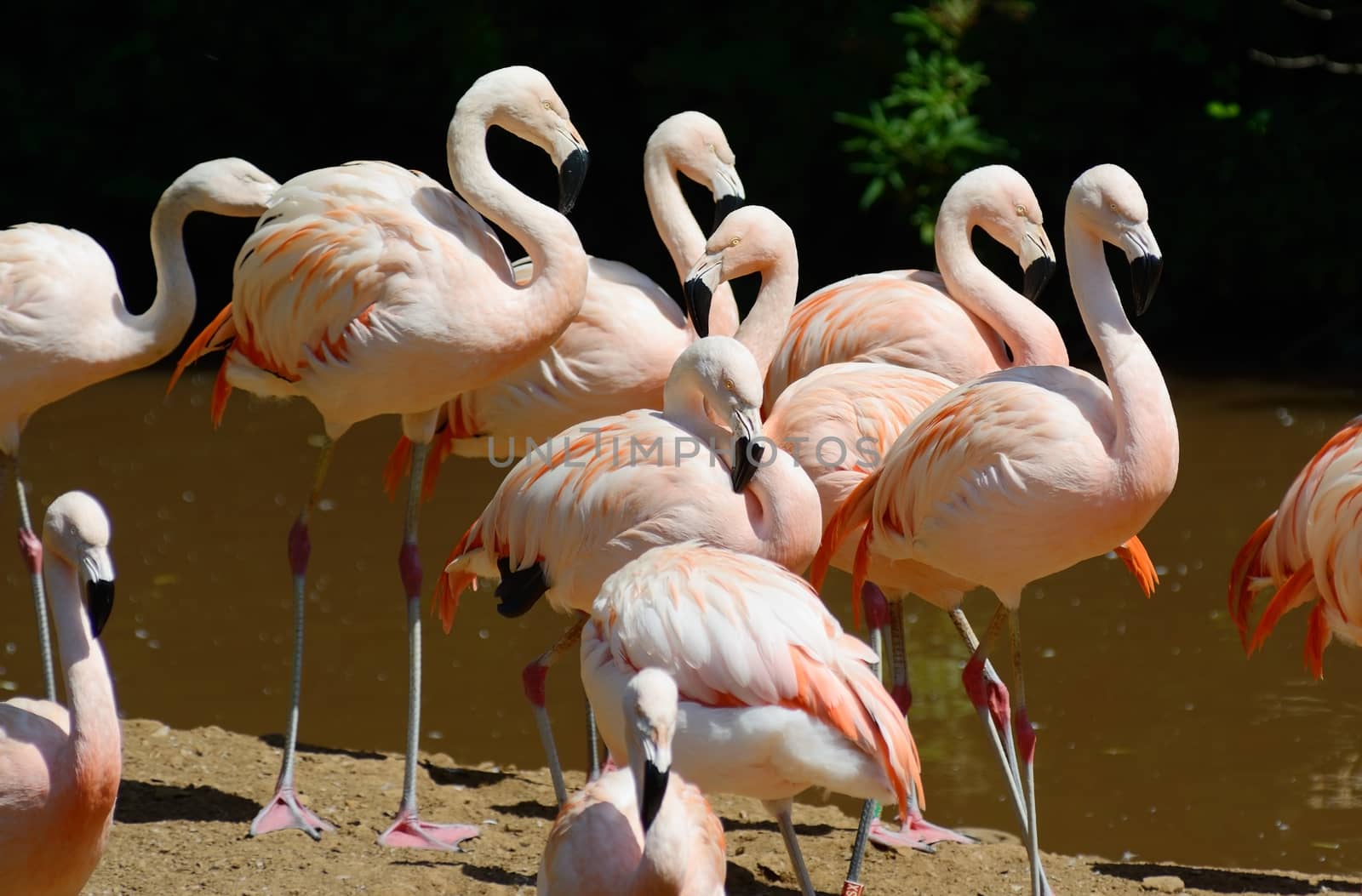 Flamingos on a sunny day by a lake looking colorful and vibrant