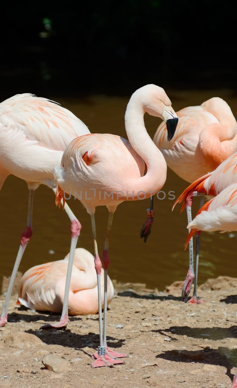Flamingo standing close to water on a sunny day looking elegant and colorful