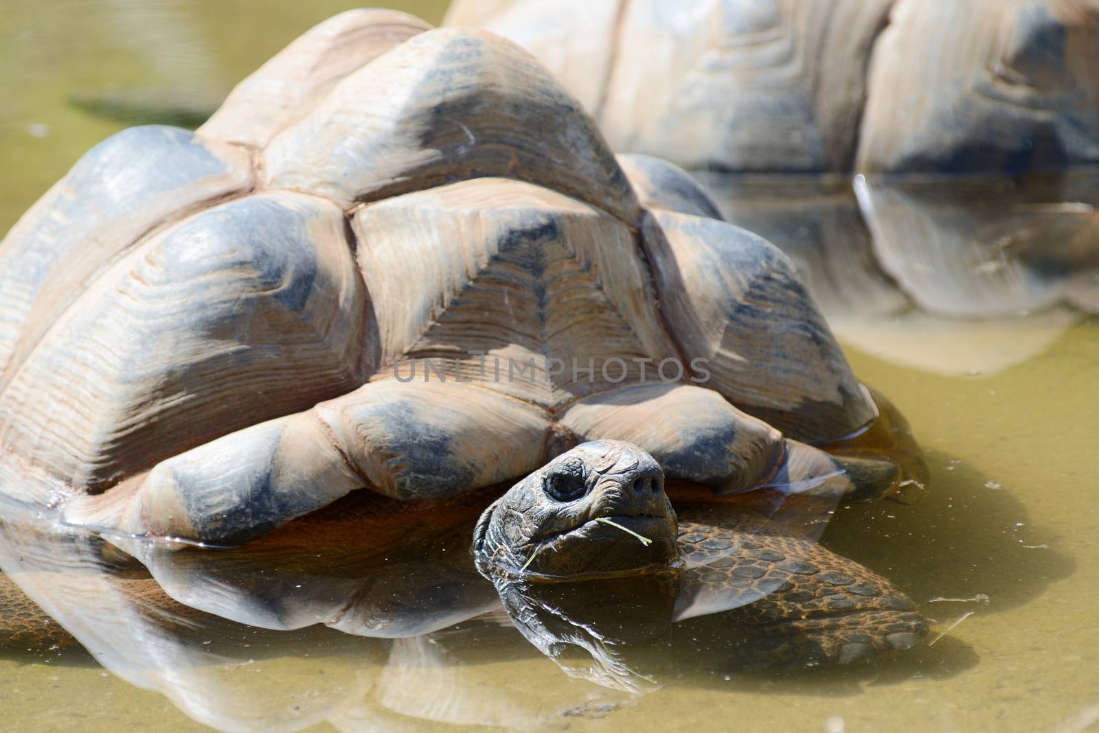 Giant tortoise keeping cool on a sunny day in a pool of water