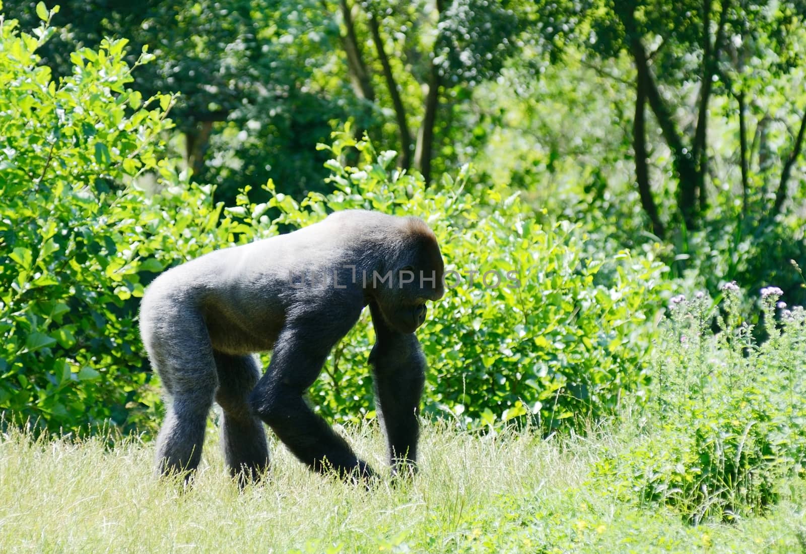 Young male silverback gorilla looking for food outdoors in sunshine