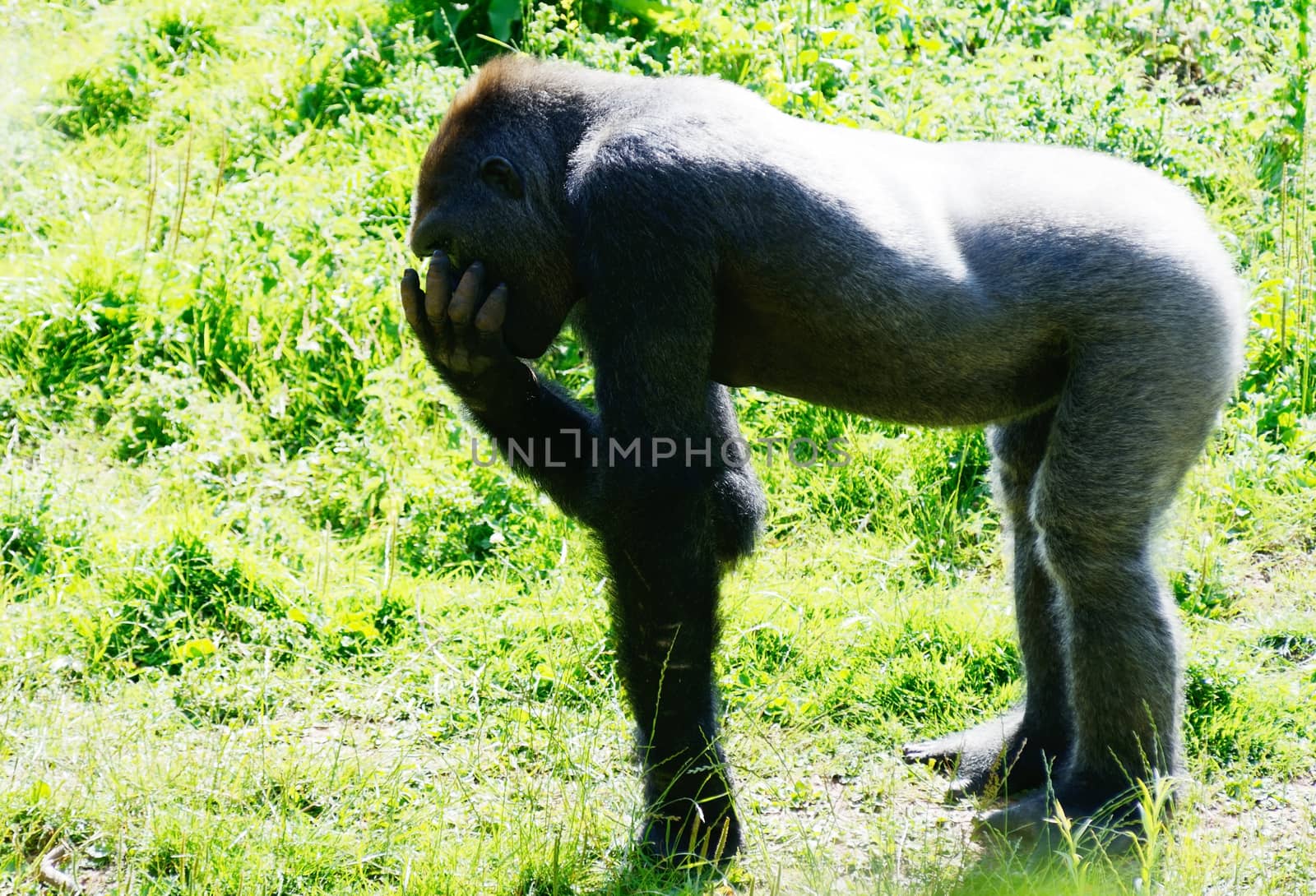 A lone young male gorilla eating on a sunny day