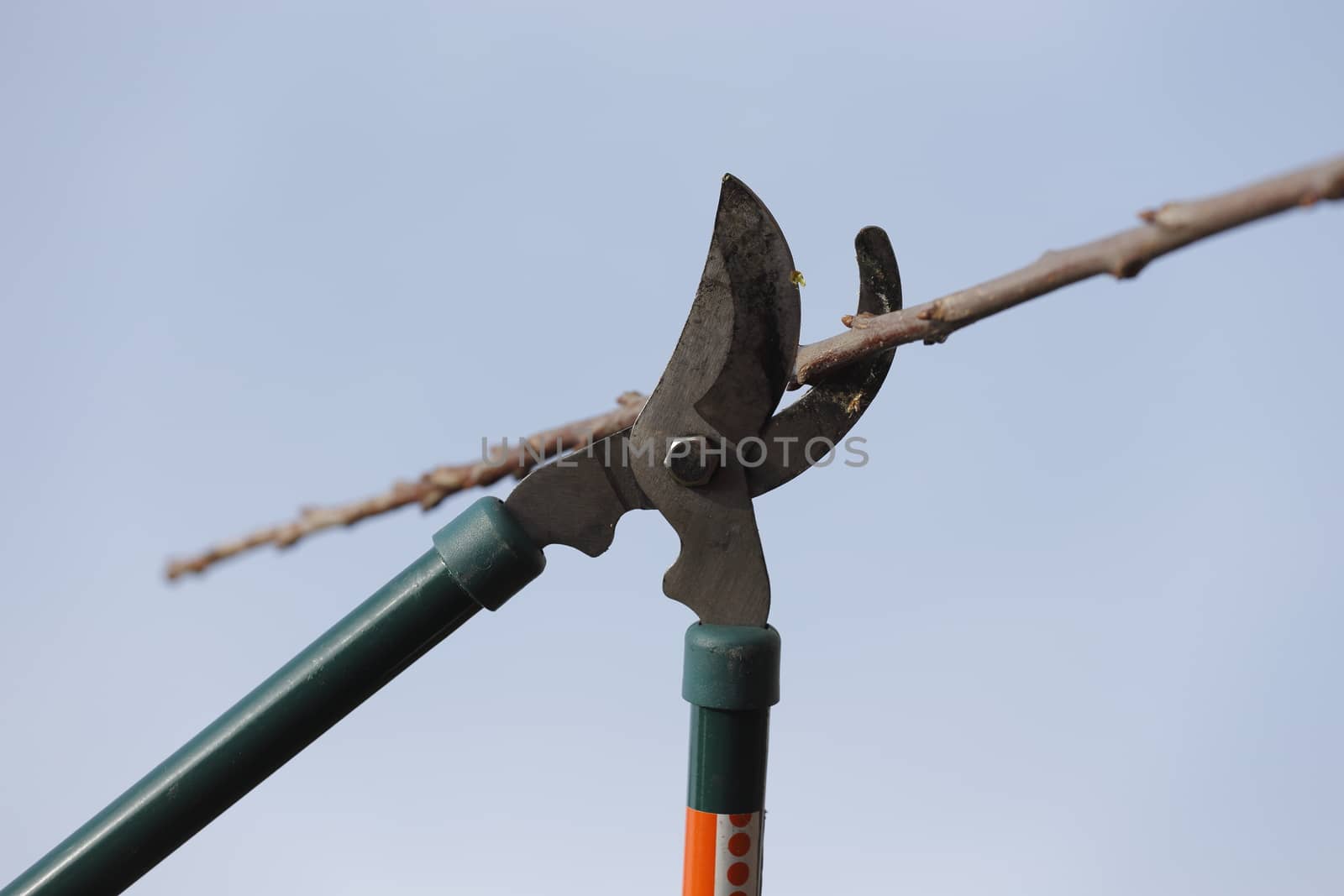 Spring cleaning in the garden using pruning scissors