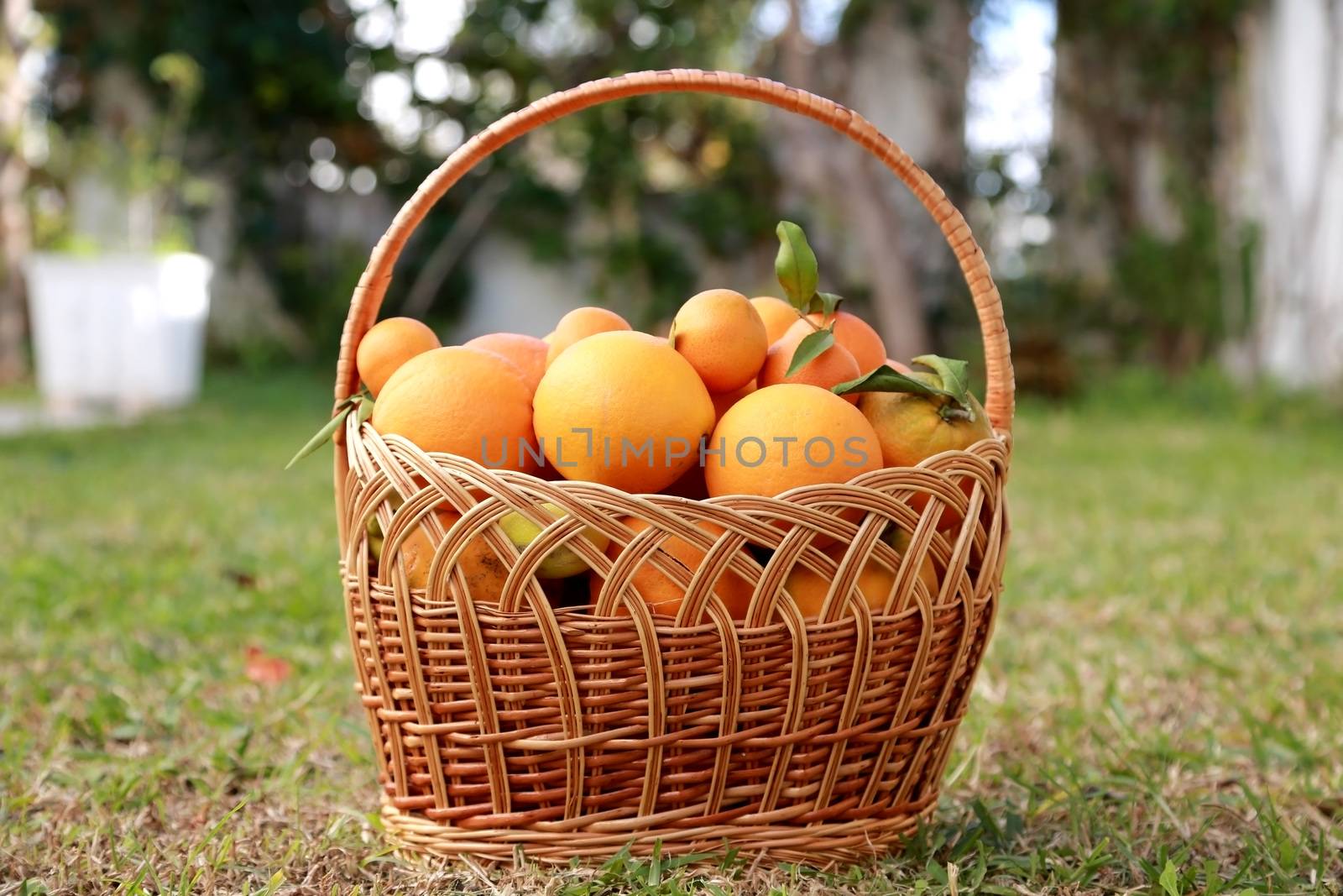Wooden basket full of exotic fruits 