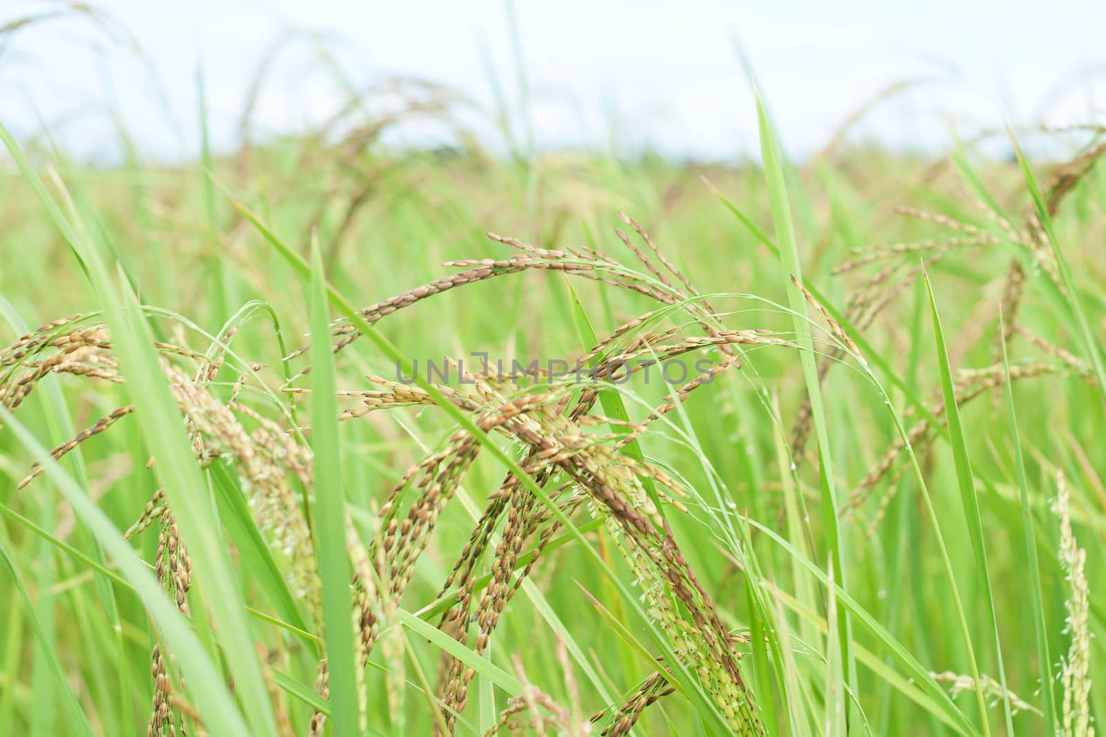 Paddy Rice, Thailand