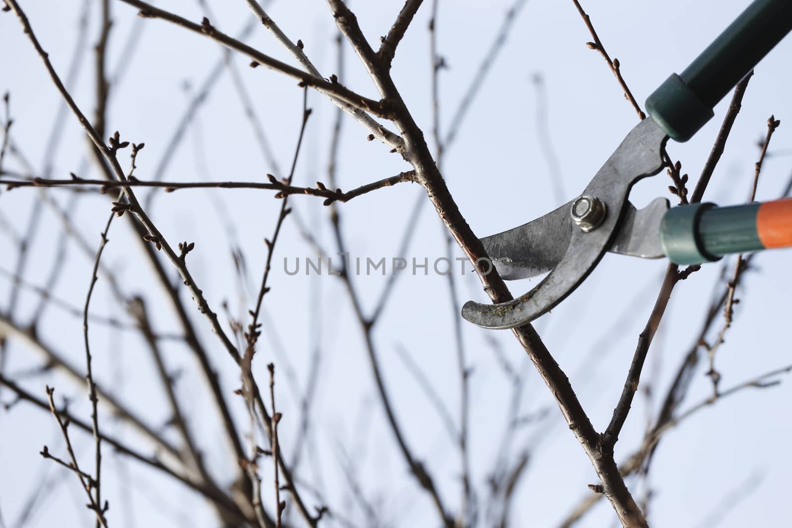 Spring cleaning in the garden using pruning scissors