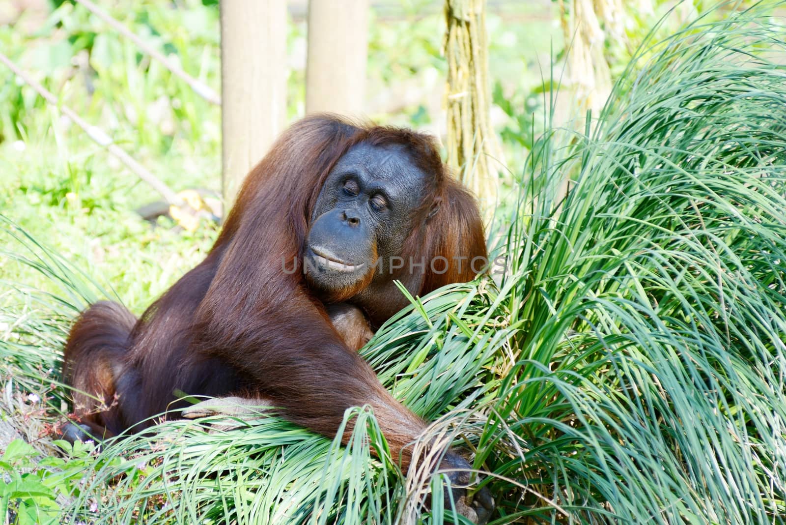 Orangutan mother by kmwphotography