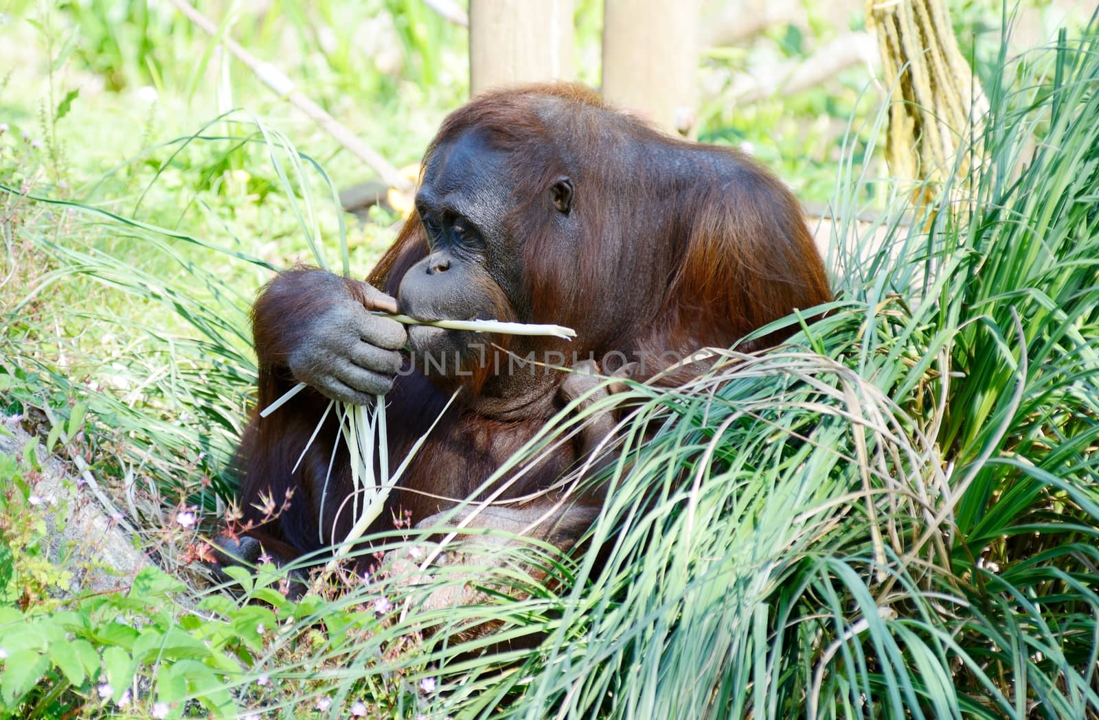 Orangutan mother holding baby and eating while sitting looking happy and relaxed