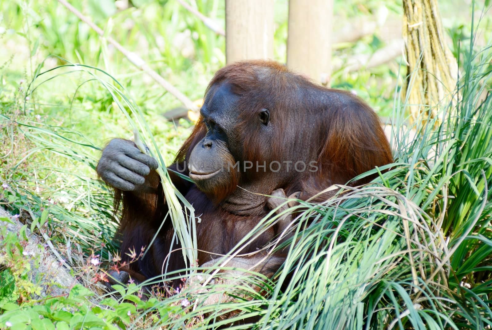 Orangutan mother with baby sitting eating in profile