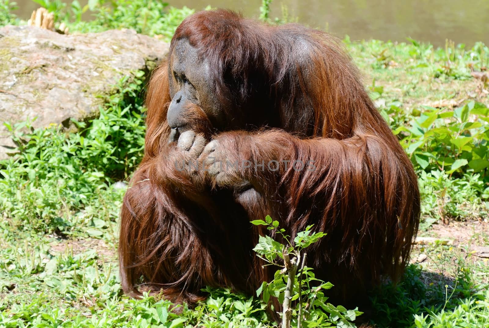 A lone male orangutan sitting on an island looking thoughtful with long hair