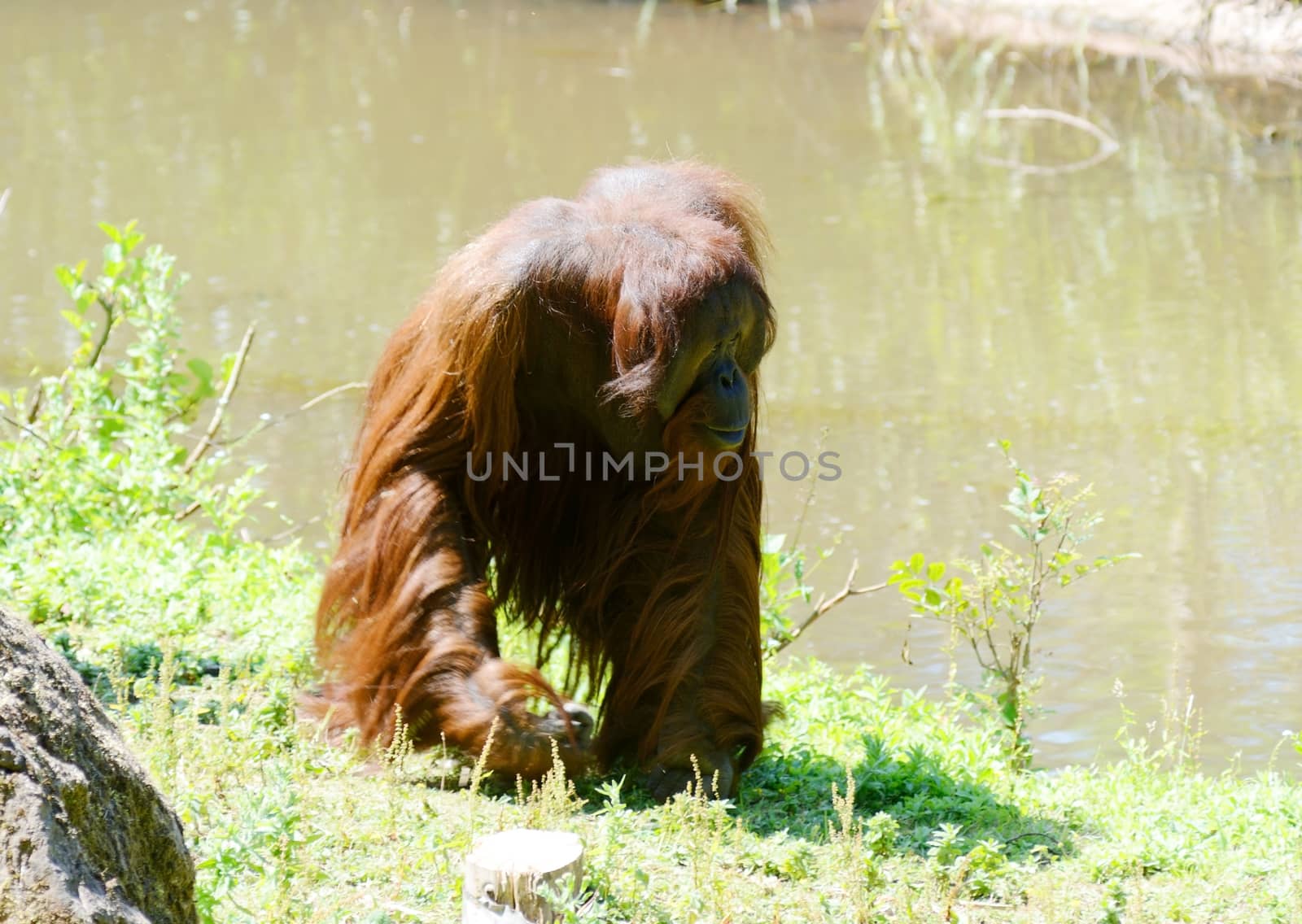 A hairy male orangutan walking alone on an island surrounded by water on a sunny day