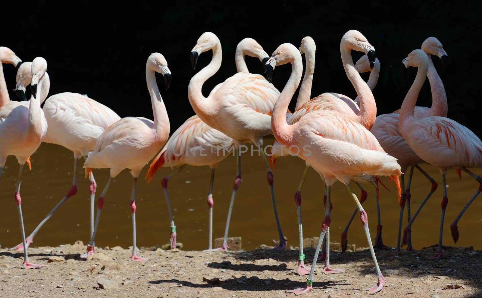 Pink flamingos by kmwphotography