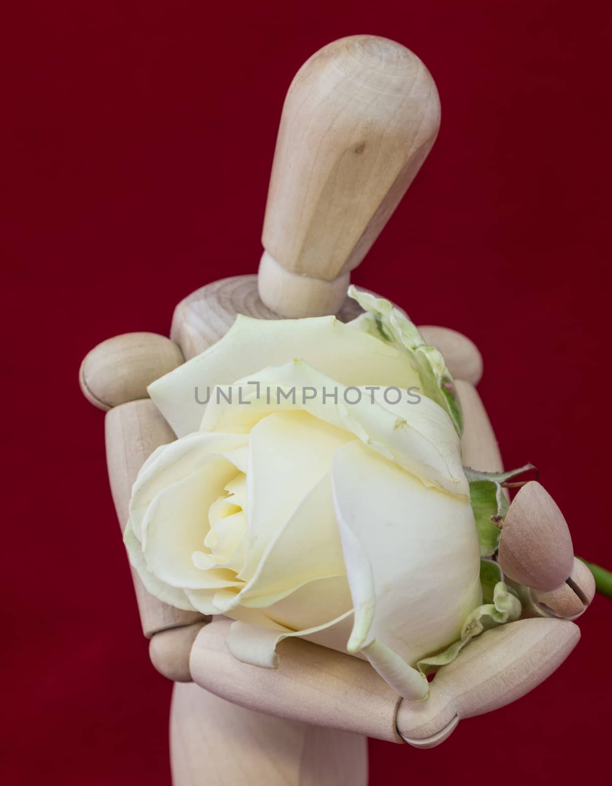 wooden mannequin with white rose