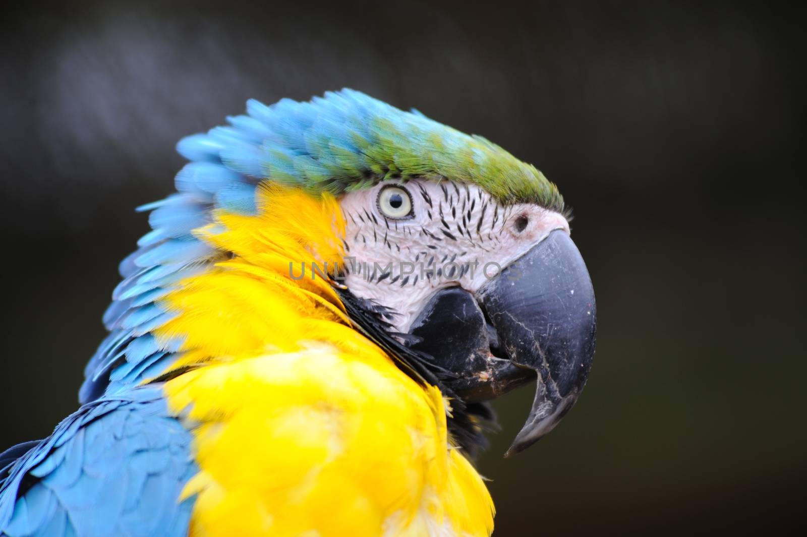 Parrot close-up of head