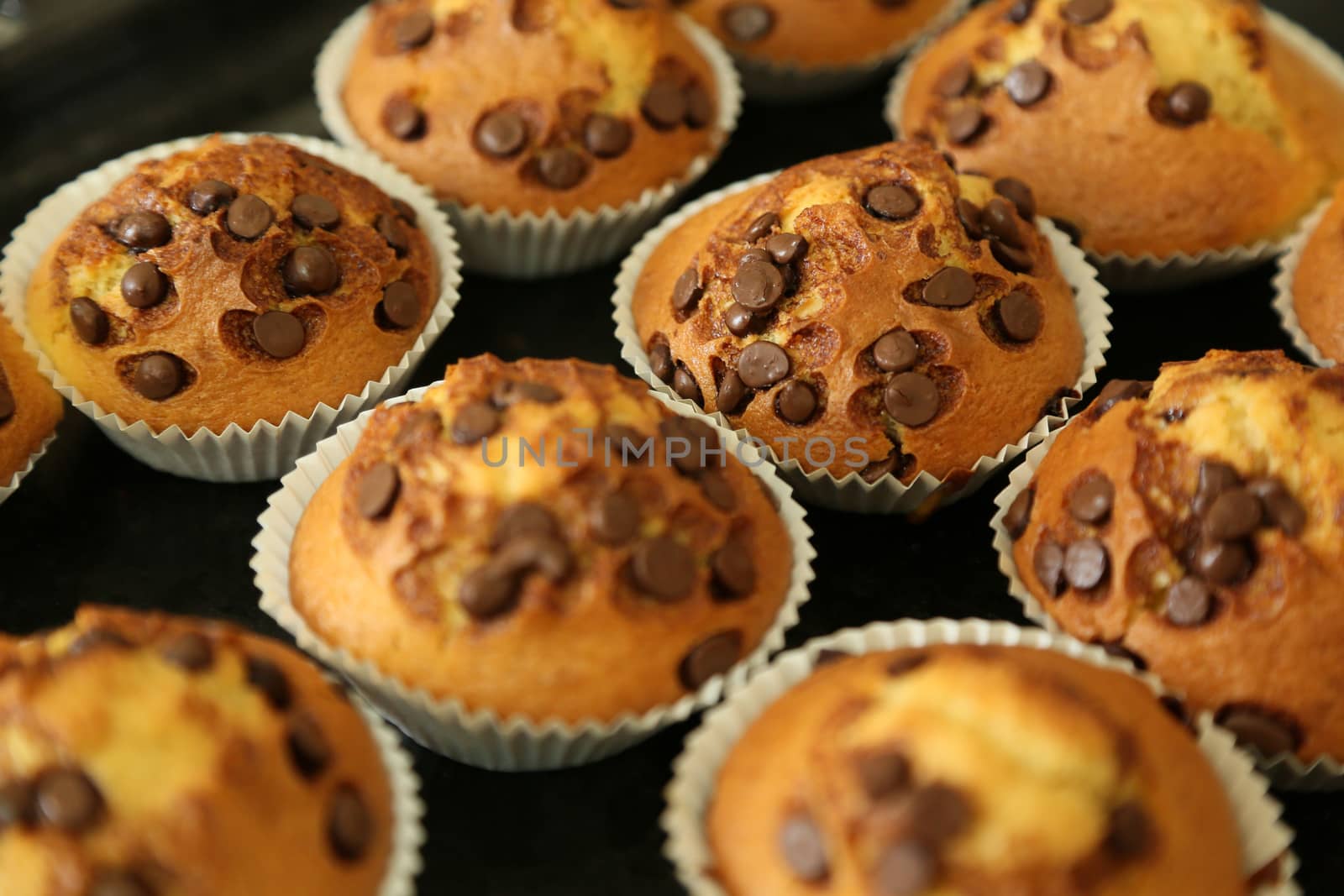 Muffins with chocolate chips on the baking tray just from the stove