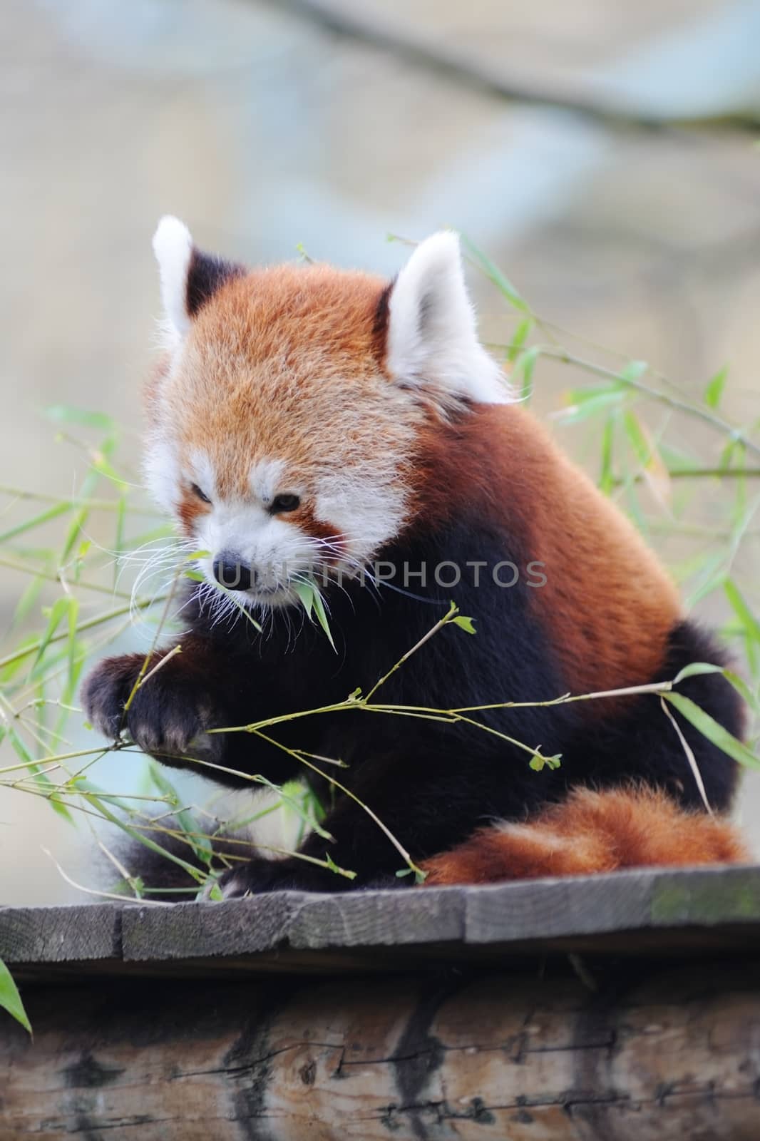 Red Panda eating leaves