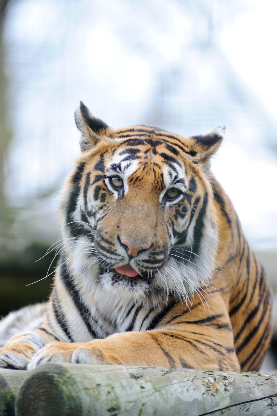 Tiger looks straight ahead