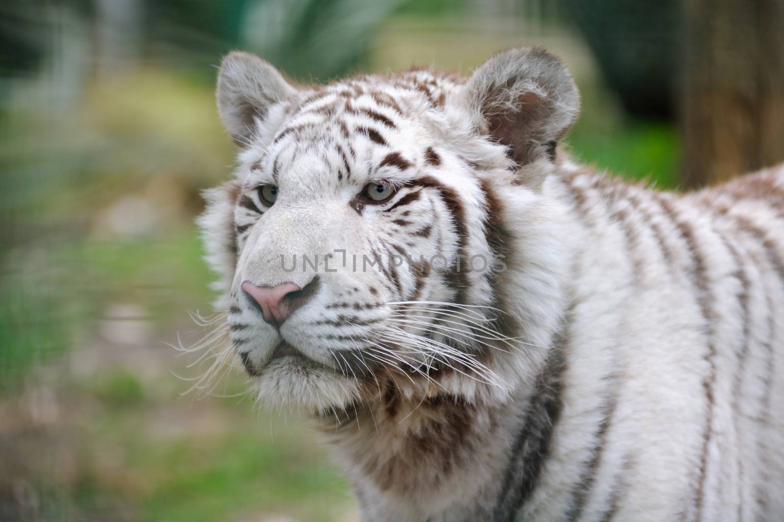 White tiger looks alert