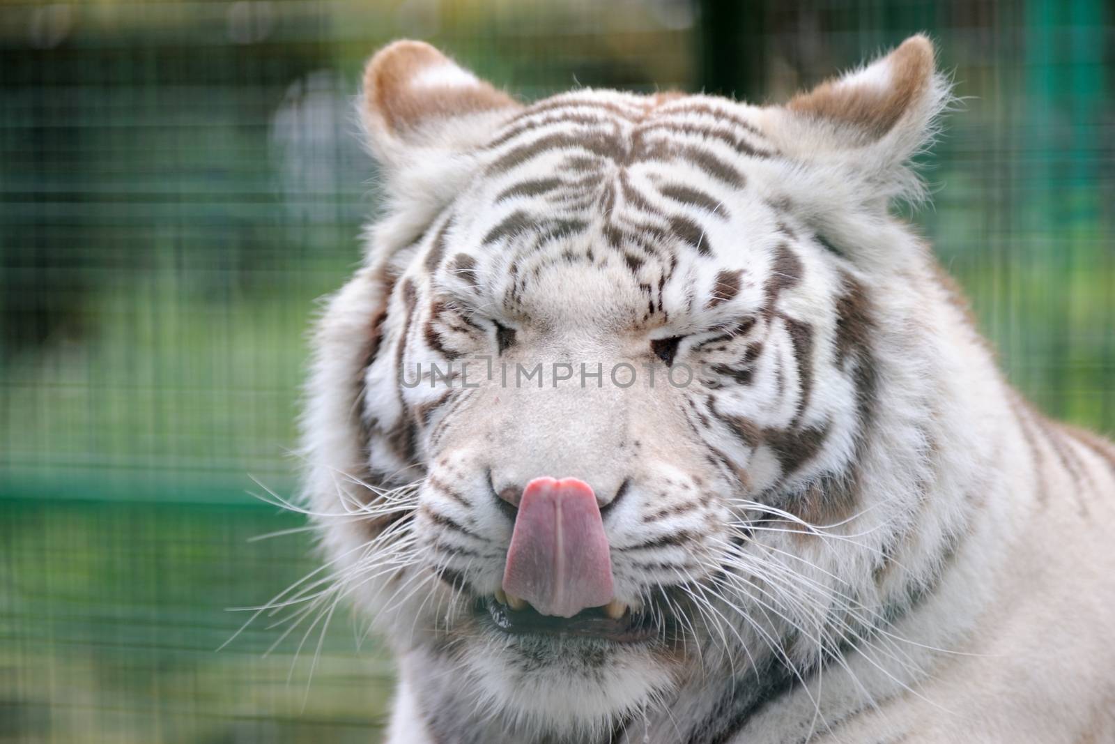 White tiger licks lips by kmwphotography