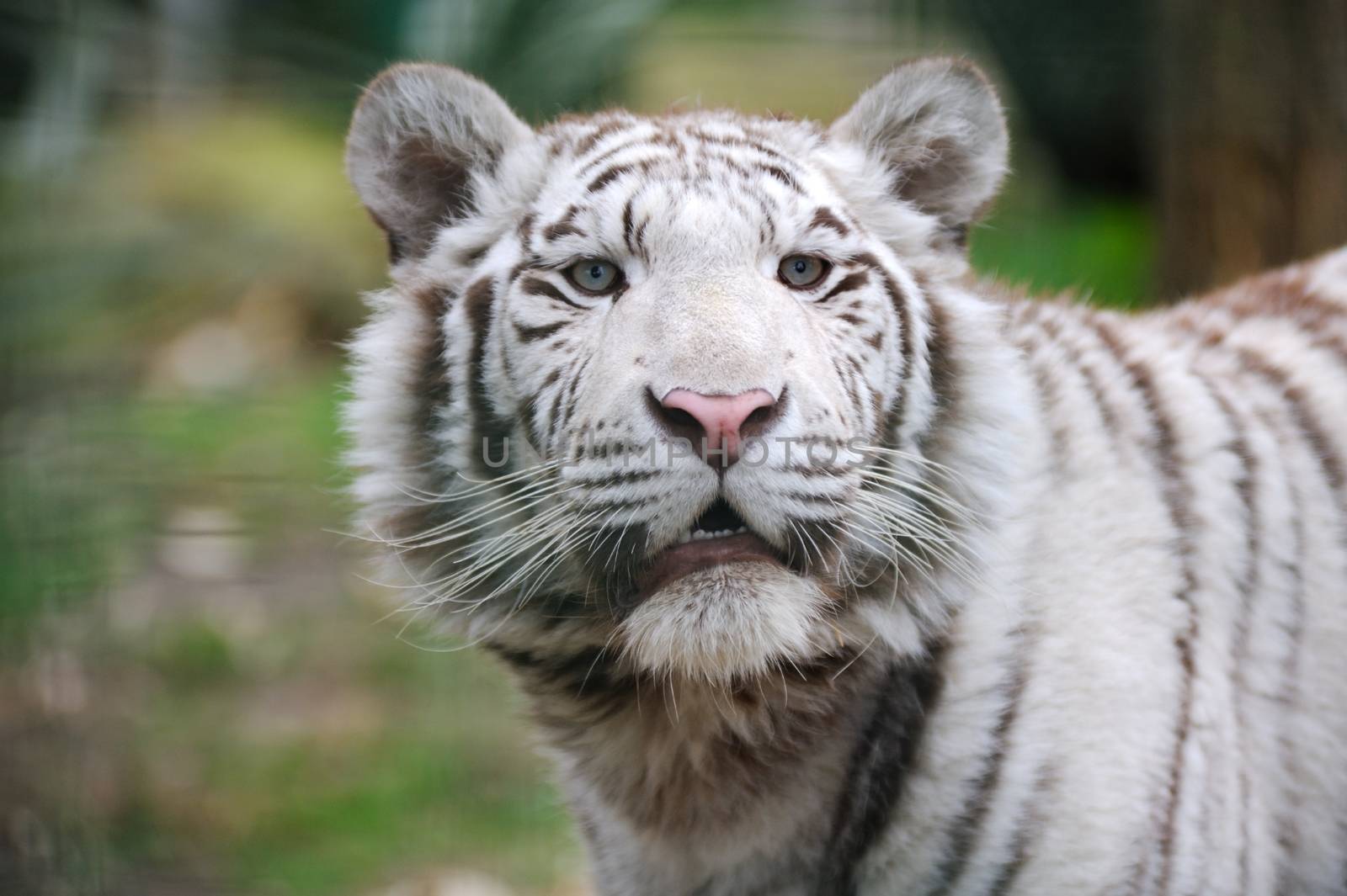 White tiger with mouth open by kmwphotography