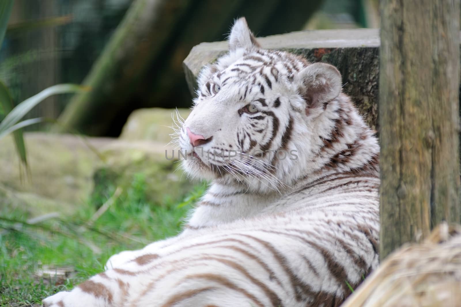 White tiger resting by kmwphotography
