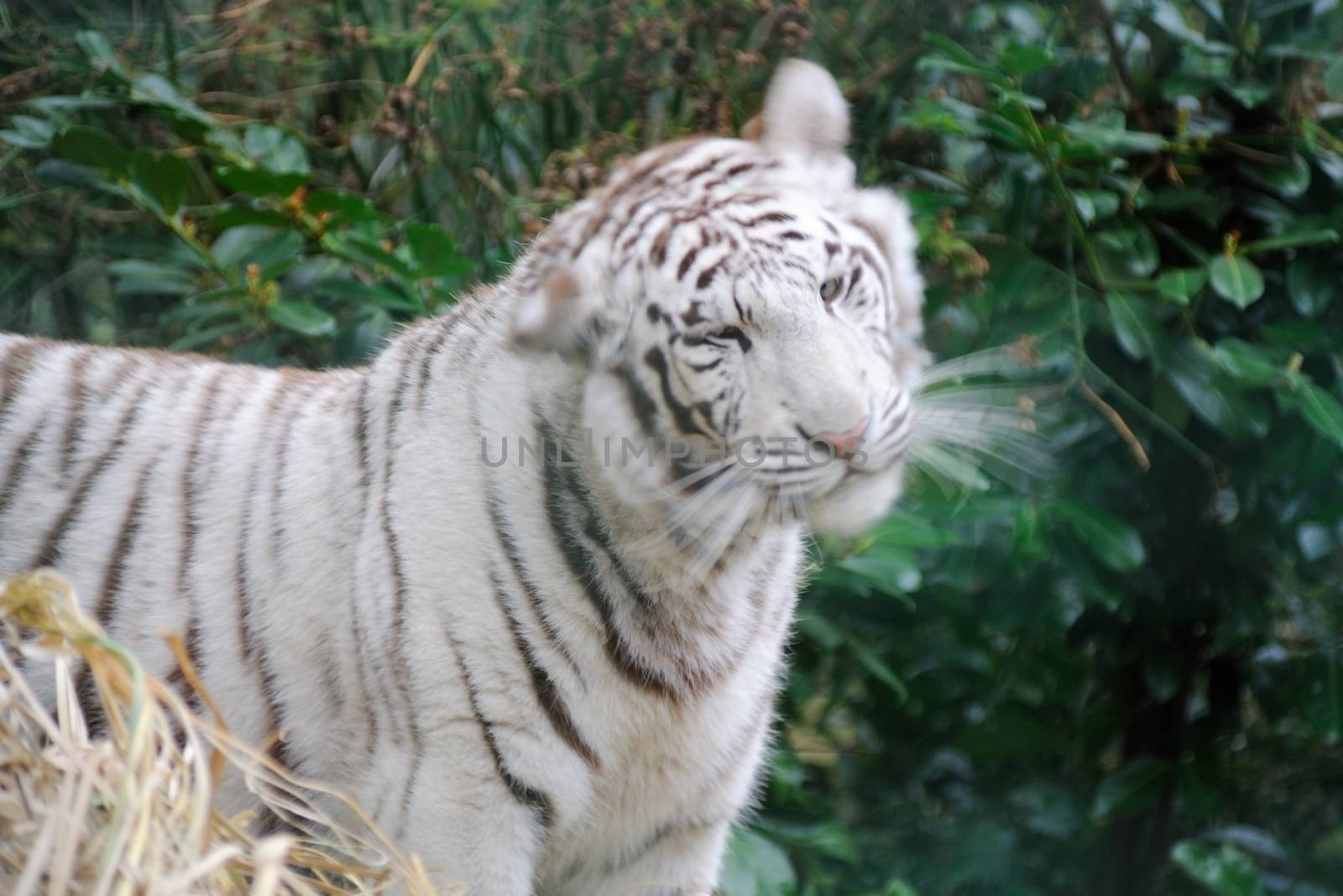 White tiger shaking its head