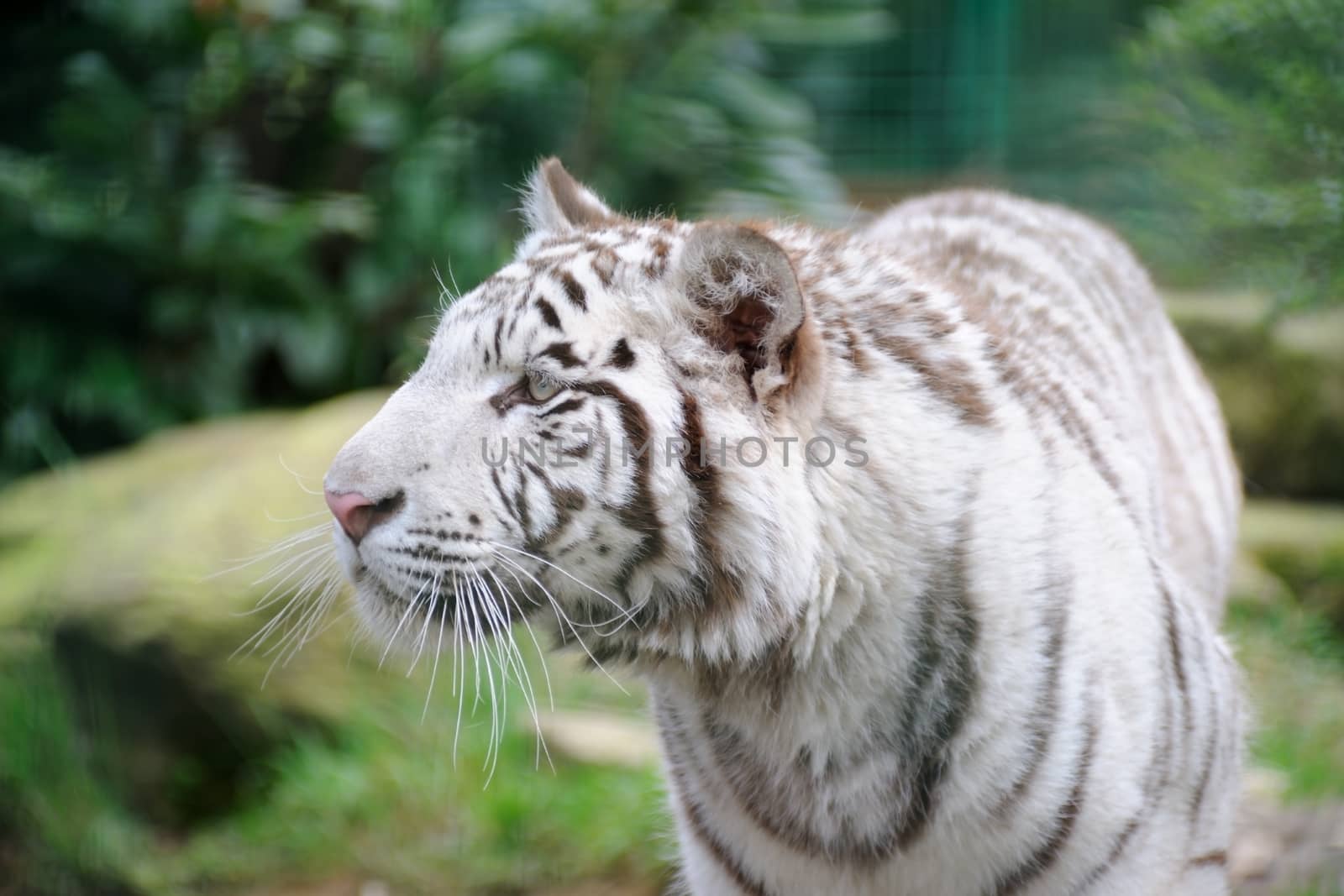 White tiger stalking its prey