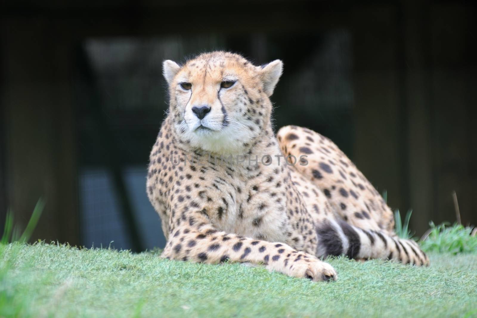 Cheetah resting and alert