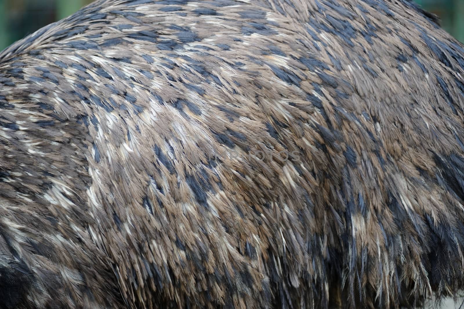 Osterich feathers close-up abstract